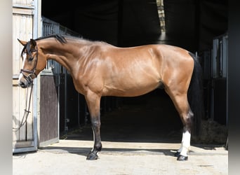 KWPN, Wałach, 5 lat, 168 cm, Gniada