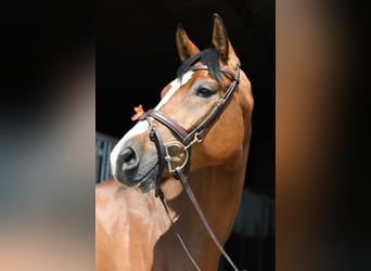 KWPN, Wałach, 5 lat, 168 cm, Gniada