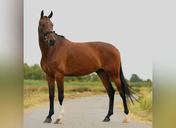 KWPN, Wałach, 5 lat, 168 cm, Gniada