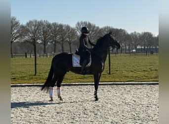 KWPN, Wałach, 5 lat, 168 cm, Kara