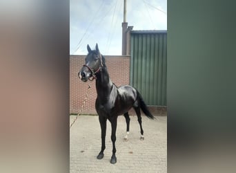 KWPN, Wałach, 5 lat, 168 cm, Kara