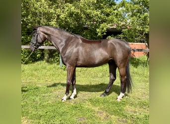 KWPN, Wałach, 5 lat, 168 cm, Kara