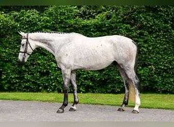 KWPN, Wałach, 5 lat, 168 cm
