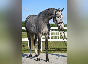 KWPN, Wałach, 5 lat, 168 cm, Siwa