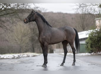 KWPN, Wałach, 5 lat, 168 cm, Skarogniada
