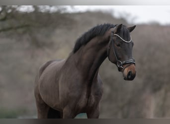 KWPN, Wałach, 5 lat, 168 cm, Skarogniada