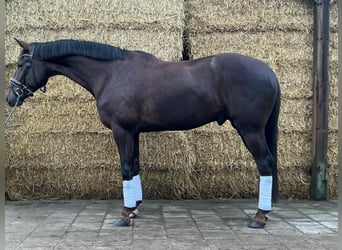 KWPN, Wałach, 5 lat, 169 cm, Ciemnokasztanowata