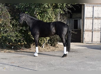 KWPN, Wałach, 5 lat, 169 cm, Kara
