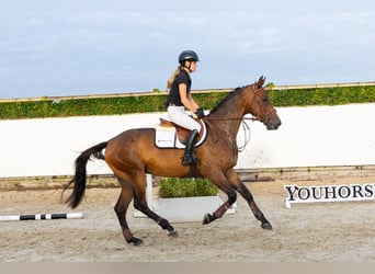 KWPN, Wałach, 5 lat, 170 cm, Ciemnogniada