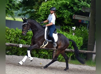 KWPN, Wałach, 5 lat, 170 cm, Ciemnogniada