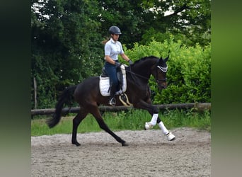 KWPN, Wałach, 5 lat, 170 cm, Ciemnogniada