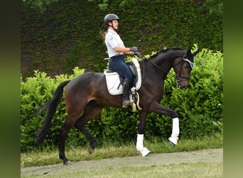 KWPN, Wałach, 5 lat, 170 cm, Ciemnogniada