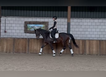 KWPN, Wałach, 5 lat, 170 cm, Ciemnogniada