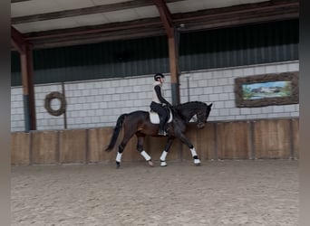 KWPN, Wałach, 5 lat, 170 cm, Ciemnogniada