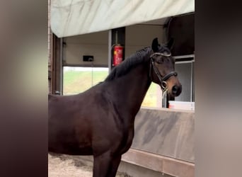 KWPN, Wałach, 5 lat, 170 cm, Ciemnogniada