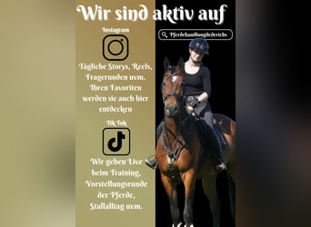 KWPN, Wałach, 5 lat, 170 cm, Gniada