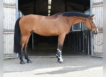 KWPN, Wałach, 5 lat, 170 cm, Gniada