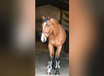 KWPN, Wałach, 5 lat, 170 cm, Gniada