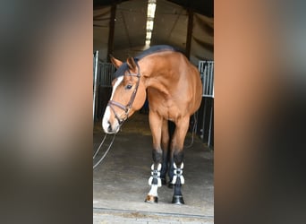 KWPN, Wałach, 5 lat, 170 cm, Gniada