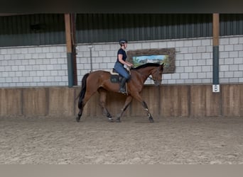 KWPN, Wałach, 5 lat, 170 cm, Gniada