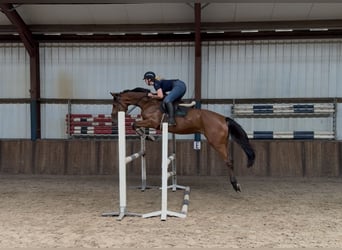 KWPN, Wałach, 5 lat, 170 cm, Gniada