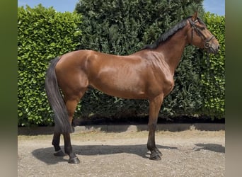 KWPN, Wałach, 5 lat, 170 cm, Gniada
