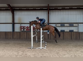KWPN, Wałach, 5 lat, 170 cm, Gniada