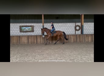 KWPN, Wałach, 5 lat, 170 cm, Gniada