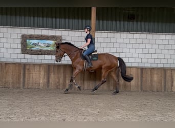KWPN, Wałach, 5 lat, 170 cm, Gniada