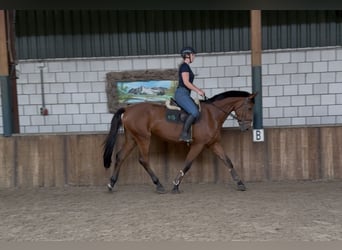 KWPN, Wałach, 5 lat, 170 cm, Gniada