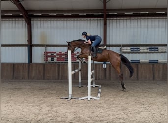 KWPN, Wałach, 5 lat, 170 cm, Gniada