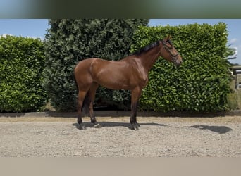 KWPN, Wałach, 5 lat, 170 cm, Gniada