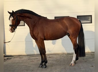 KWPN, Wałach, 5 lat, 170 cm, Gniada