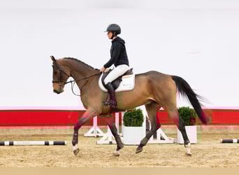 KWPN, Wałach, 5 lat, 170 cm, Gniada