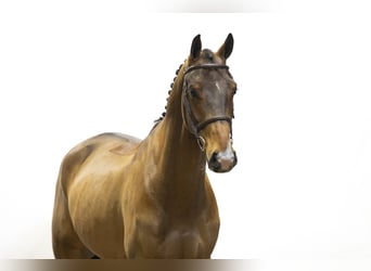 KWPN, Wałach, 5 lat, 170 cm, Gniada