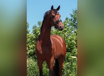 KWPN, Wałach, 5 lat, 170 cm, Gniada