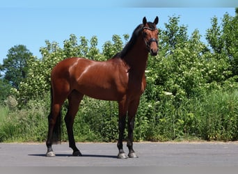 KWPN, Wałach, 5 lat, 170 cm, Gniada