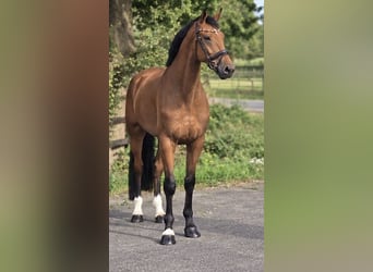 KWPN, Wałach, 5 lat, 170 cm, Gniada