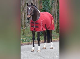 KWPN, Wałach, 5 lat, 171 cm, Ciemnogniada