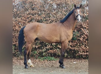 KWPN, Wałach, 5 lat, 171 cm, Gniada