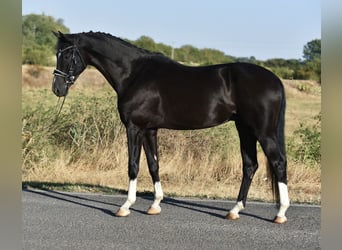 KWPN, Wałach, 5 lat, 171 cm, Kara