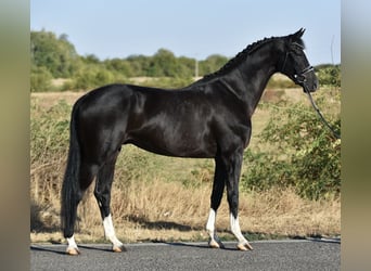 KWPN, Wałach, 5 lat, 171 cm, Kara