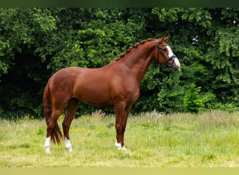 KWPN, Wałach, 5 lat, 171 cm, Kasztanowata