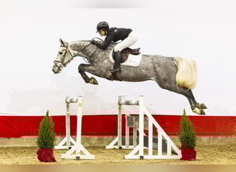 KWPN, Wałach, 5 lat, 171 cm