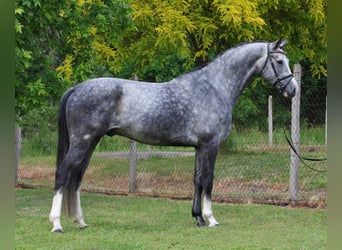 KWPN, Wałach, 5 lat, 171 cm, Siwa jabłkowita