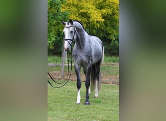 KWPN, Wałach, 5 lat, 171 cm, Siwa jabłkowita