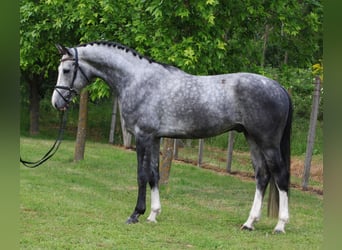 KWPN, Wałach, 5 lat, 171 cm, Siwa jabłkowita