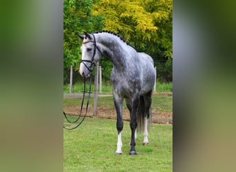 KWPN, Wałach, 5 lat, 171 cm, Siwa jabłkowita