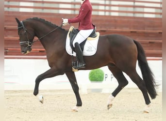KWPN, Wałach, 5 lat, 172 cm, Ciemnogniada