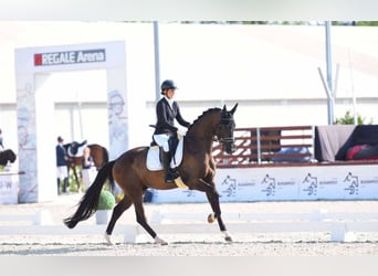 KWPN, Wałach, 5 lat, 172 cm, Ciemnogniada